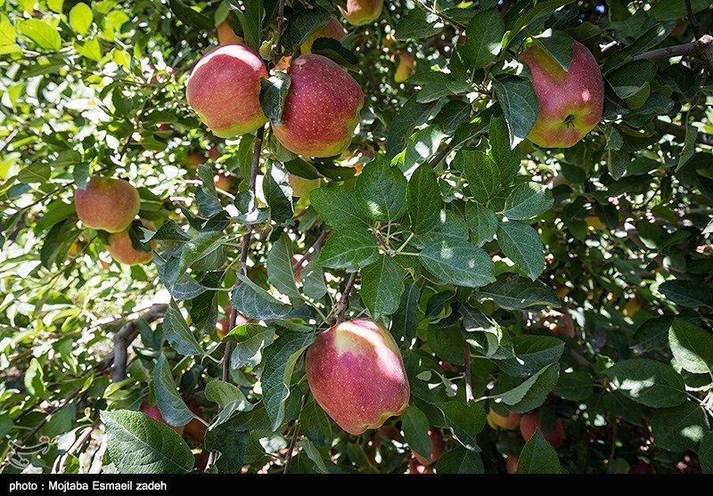 نبود توجیه اقتصادی دلیل قطع درختان سیب در مشگین‌شهر است