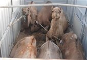 28 نفر شتر قاچاق در سیستان و بلوچستان کشف شد