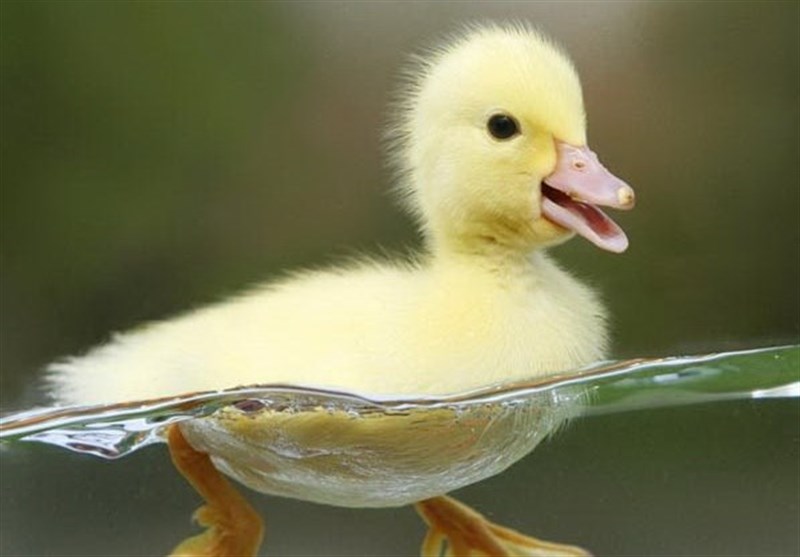 عکس بچه اردک