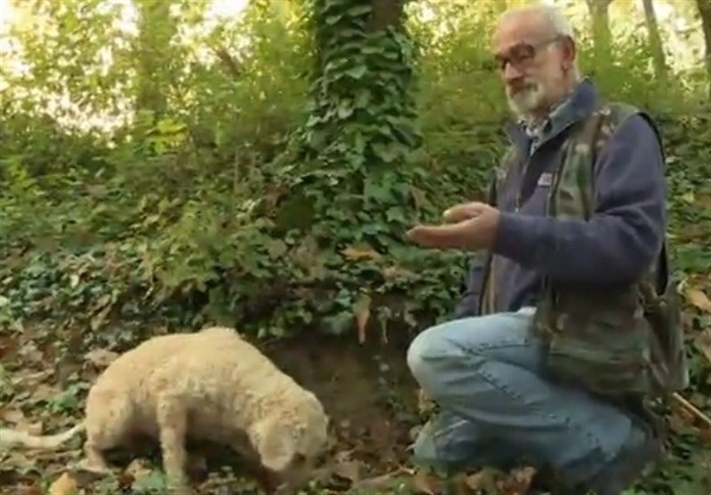 فیلم/سگ‌های «دنبلان‌ یاب» در ایتالیا
