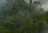 عکس/آتش سوزی در جنگل اورانگوتان‌ها