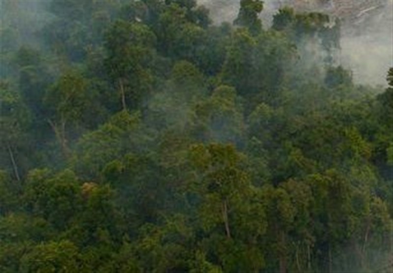 عکس/آتش سوزی در جنگل اورانگوتان‌ها