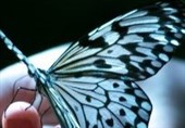 عکس/پیله‌ی زیبای یک حشره‌ی پروانه‌سان