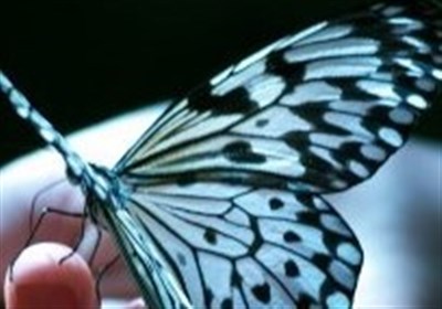 عکس/پیله‌ی زیبای یک حشره‌ی پروانه‌سان