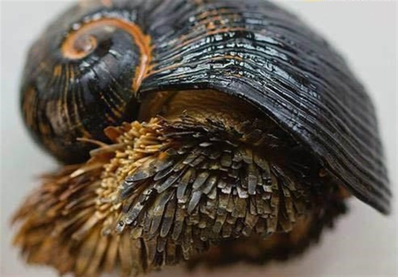 زاهدان| کهن‌ترین گونه جانوری جهان در تالاب هامون مشاهده شد