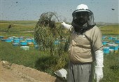 تجلی اقتصاد مقاومتی با رونق صنعت زنبورداری/ تولید 12 تن عسل توسط زنبوردار لرستانی