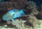 فیلم/مخفی شدن ماهی در زیر مرجان ها برای فرار از کوسه‌ها