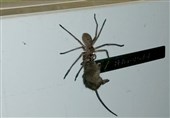 فیلم/ عنکبوتی غول‌پیکر موش مرده را به لانه می‌برد