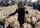 تصاویر/رژه گوسفندان در خیابان های مادرید‎