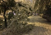 بارش برف متأسفانه خسارت‌های زیادی در سطح شهر اردبیل برجای گذشت