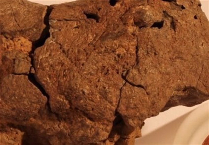 Fossilized Dinosaur Brain Tissue Identified for 1st Time
