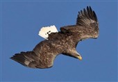 عقاب آسیب دیده در شفت پس از تیمار در طبیعت رهاسازی شد