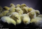 نمایشگاه دام و طیور