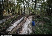 مجازات حبس برای فروش و قطع درختان موقوفات