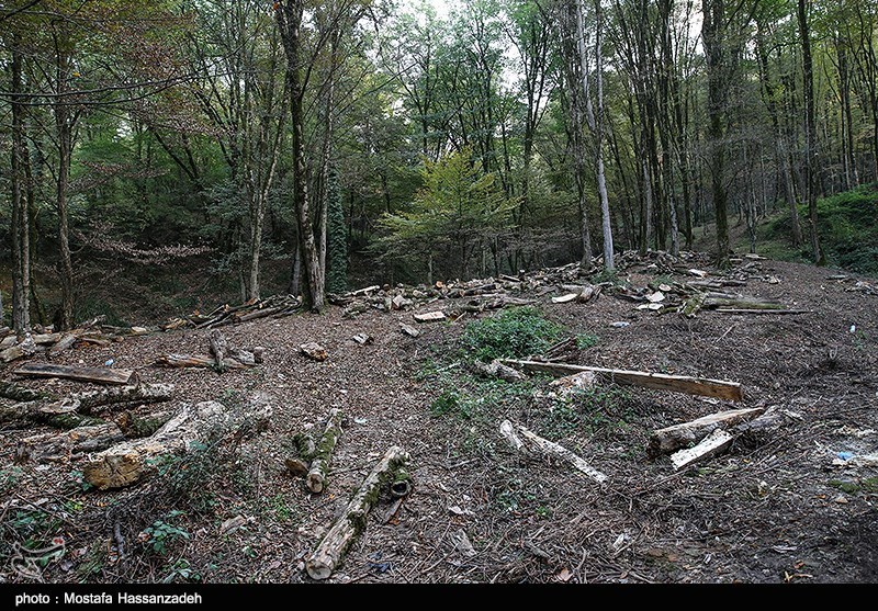 مجلس با قطع درختان جنگلی برای اجرای طرح‌های عمرانی مخالفت کرد