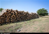 فیلم| کشف دپو 20 تن چوب قاچاق در شیراز