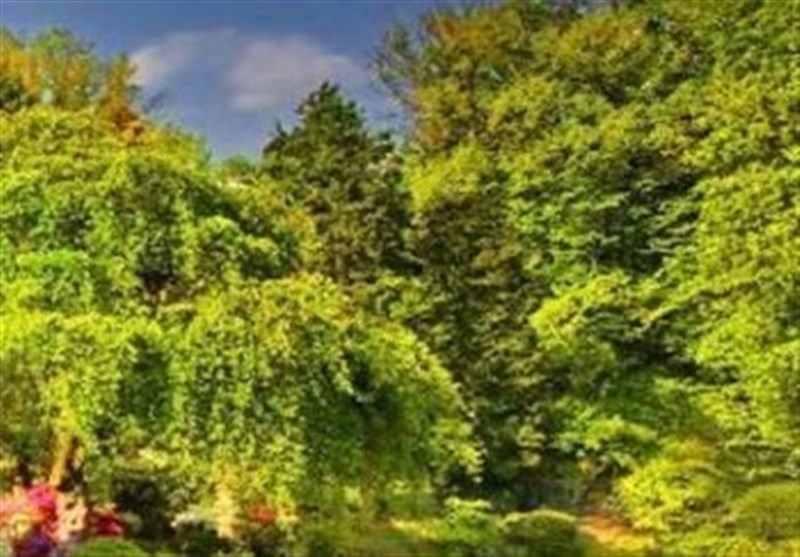 عکس/منظره ی زیبا از خانه چوبی و باغ رویایی در کشور هلند
