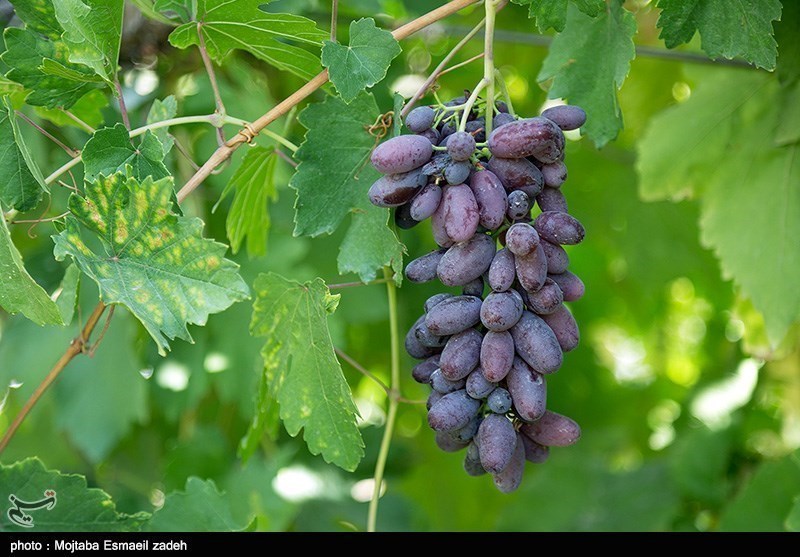 پیش‌بینی‌ برداشت 55 هزار تن انگور سیاه در کردستان