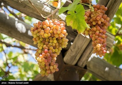 ایران کے شہر ارومیہ میں مختلف انواع و اقسام کے انگور