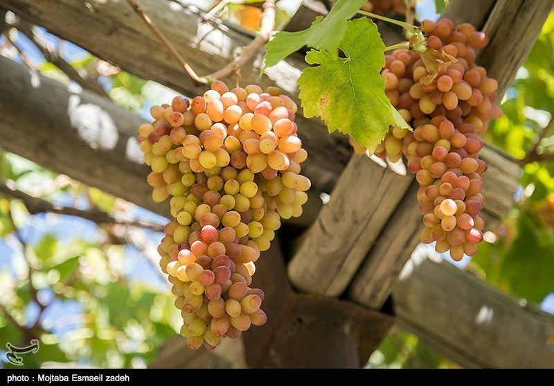 امسال یک هزار هکتار از باغات انگور استان قزوین داربستی می‌شوند