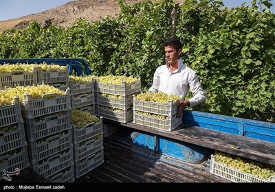 ایران کے شہر ارومیہ میں مختلف انواع و اقسام کے انگور