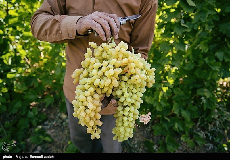 30 واحد صنعتی در حوزه تولید محصولات فرآوری انگور در استان قزوین فعال است