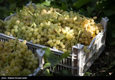 ایران کے شہر ارومیہ میں مختلف انواع و اقسام کے انگور