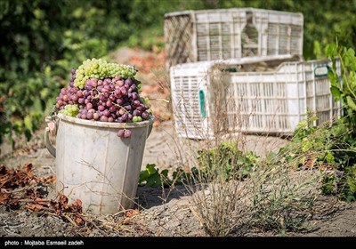ایران کے شہر ارومیہ میں مختلف انواع و اقسام کے انگور