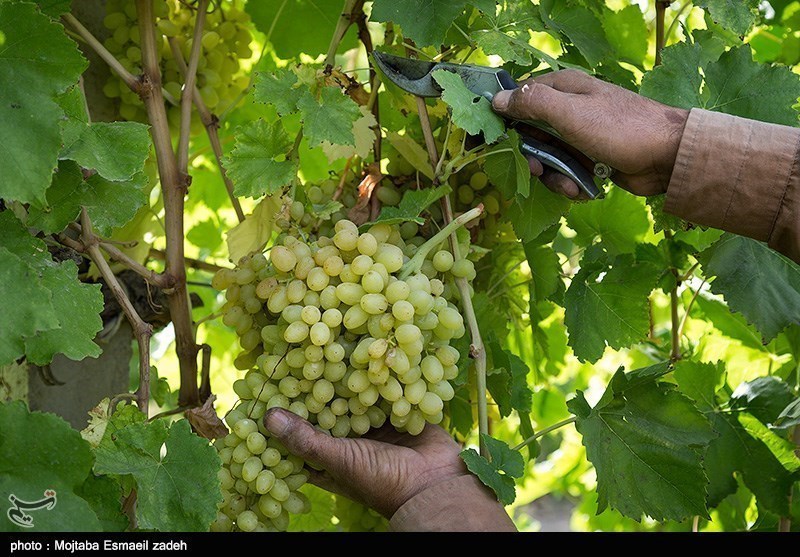 پیش‌بینی تولید 150 هزار تن انگور از تاکستان‌های خراسان شمالی