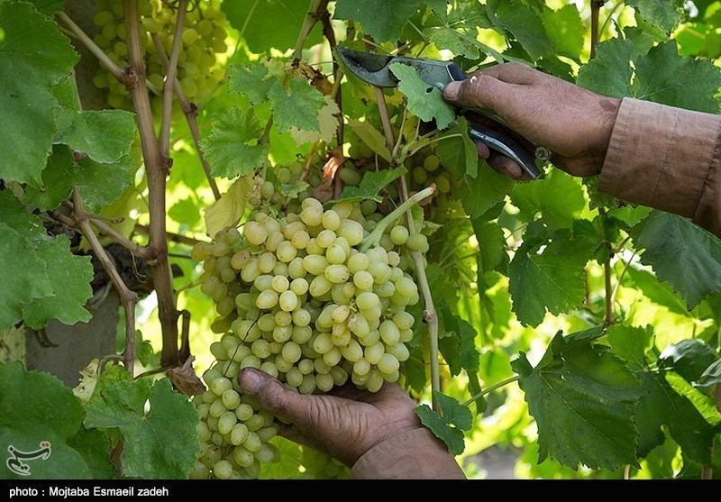 اعتبار توسعه سرمایه‌گذاری انگور در استان قزوین 5 برابر شد