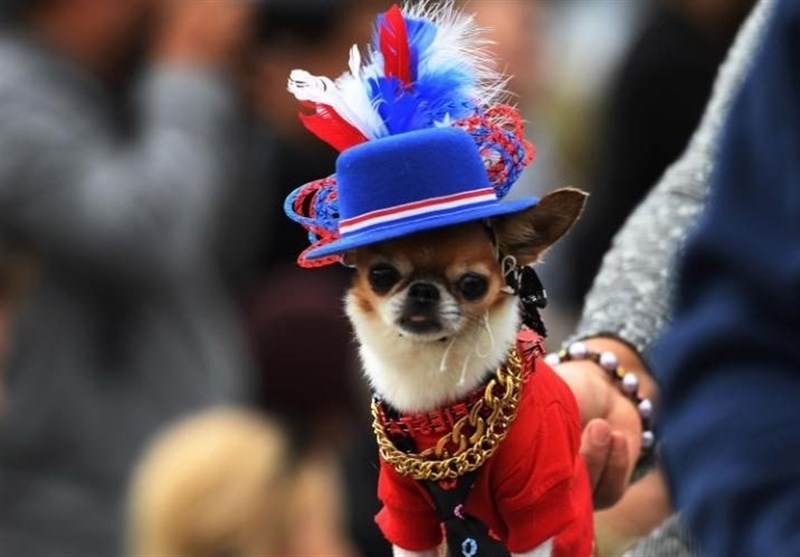 پوشش عجیب سگ‌ها در رژه سگ‌های هالووین+عکس