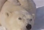 فیلم/بازی کردن خرس قطبی مادر با توله هایش