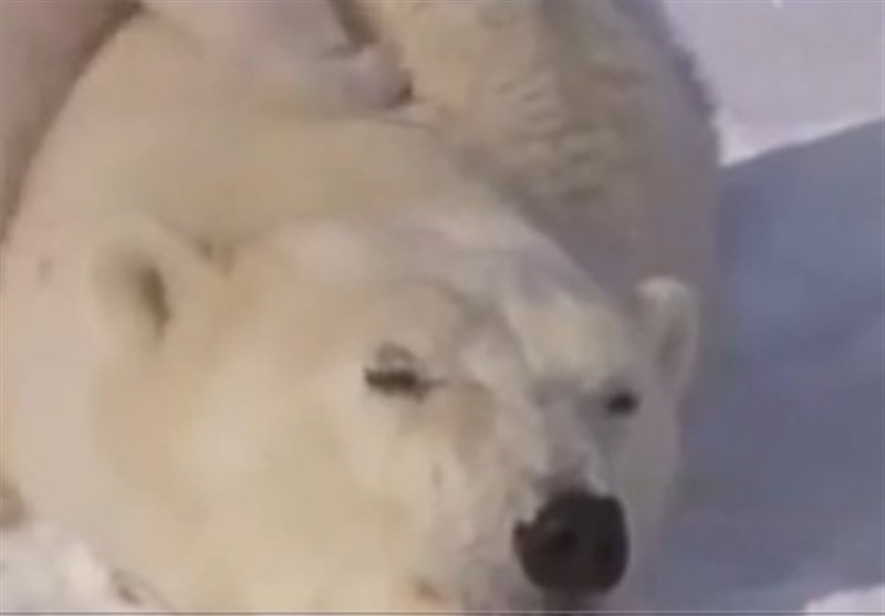 فیلم/بازی کردن خرس قطبی مادر با توله هایش