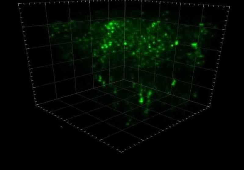 Researchers Watch in 3-D As Neurons Talk to Each Other in A Living Mouse Brain