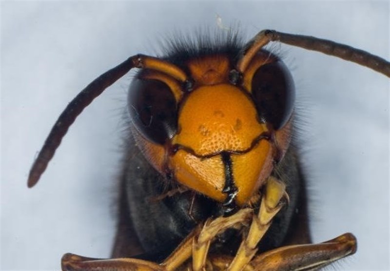 روش جالب زنبورداران برای از بین بردن زنبورهای قاتل آسیایی