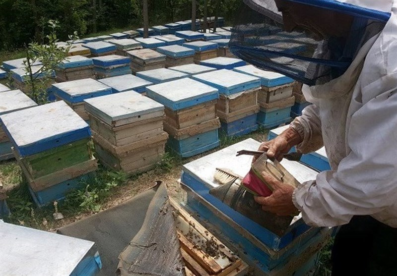 صنعت زنبورداری شهرستان مشگین‌شهر گسترش می‌یابد
