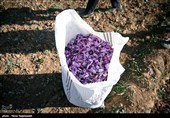 برداشت زعفران در مشهد