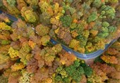 عکس / جاده پاییزی در آلمان