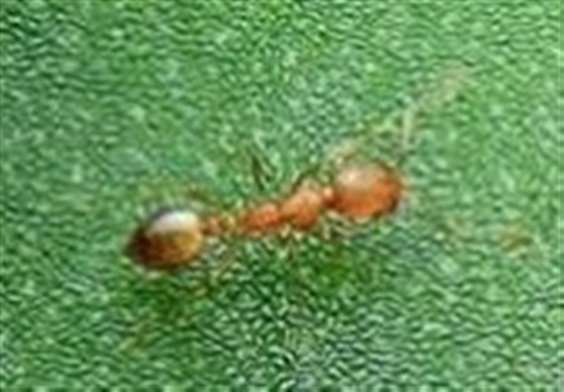 وزن مورچه‌های زمین از وزن همه انسان‌ها بیشتر است