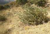 درختان 20 ساله روستای شوراب صغیر ‌در غفلت مسئولان قطع می‌شوند