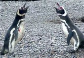 فیلم/برخورد پنگوئن باغیرت در مواجهه با رقیب عشقی