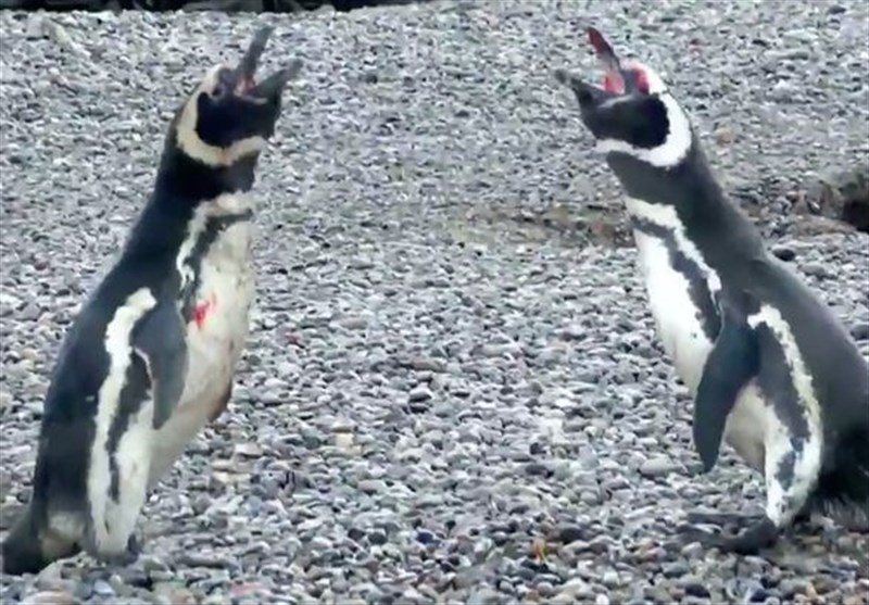 فیلم/برخورد پنگوئن باغیرت در مواجهه با رقیب عشقی