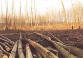 بهره‌برداری تجاری از جنگل‌های کشور 10 سال دیگر متوقف می‌شود