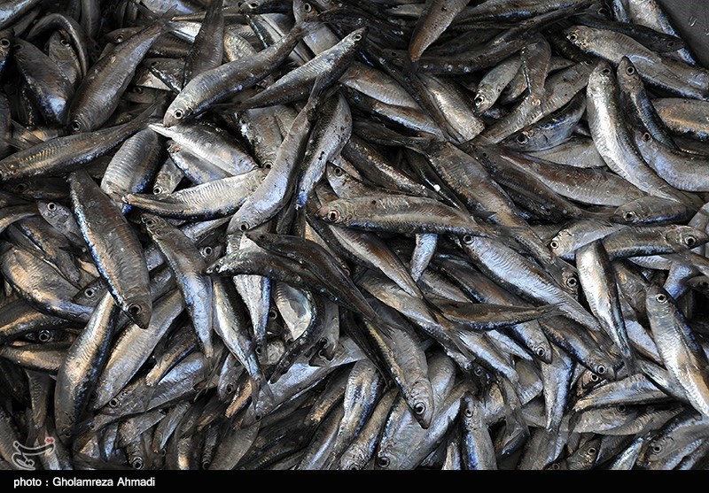 عرضه مستقیم و ارزان ماهی توسط صیادان در پایتخت