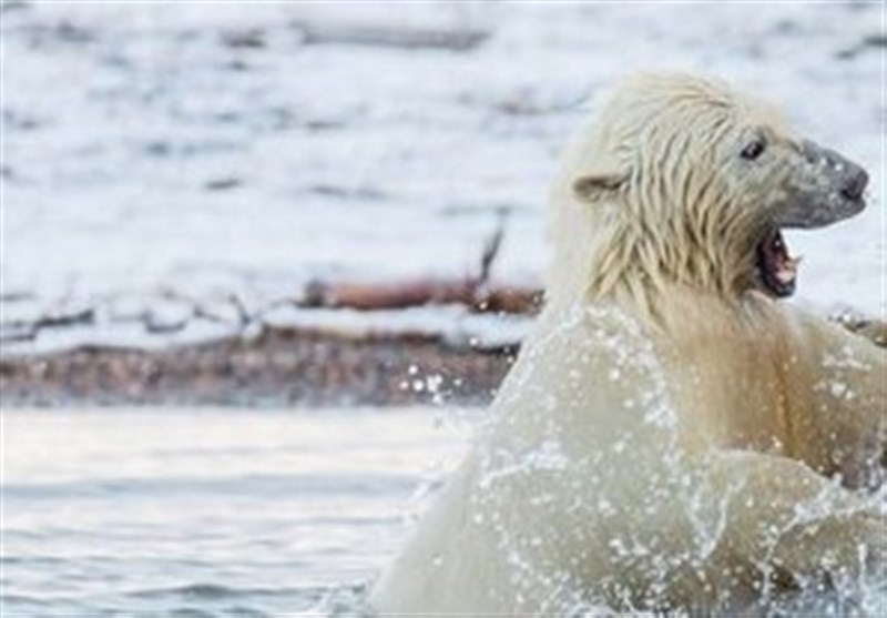 عکس/ بازی بچه خرس ها در آلاسکا