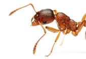فیلم/آب خوردن مورچه
