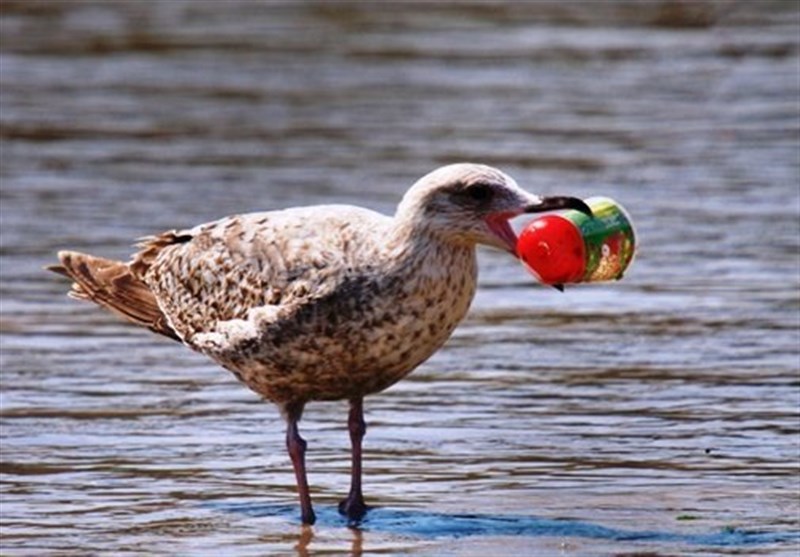 حل معمای پلاستیک خواری پرندگان دریایی