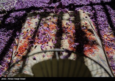 برداشت زعفران در طرق رود اصفهان