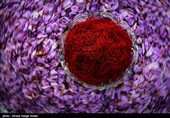 320 کیلو زعفران از مزارع استان کرمانشاه برداشت شد