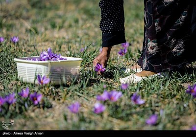 برداشت زعفران در طرق رود اصفهان